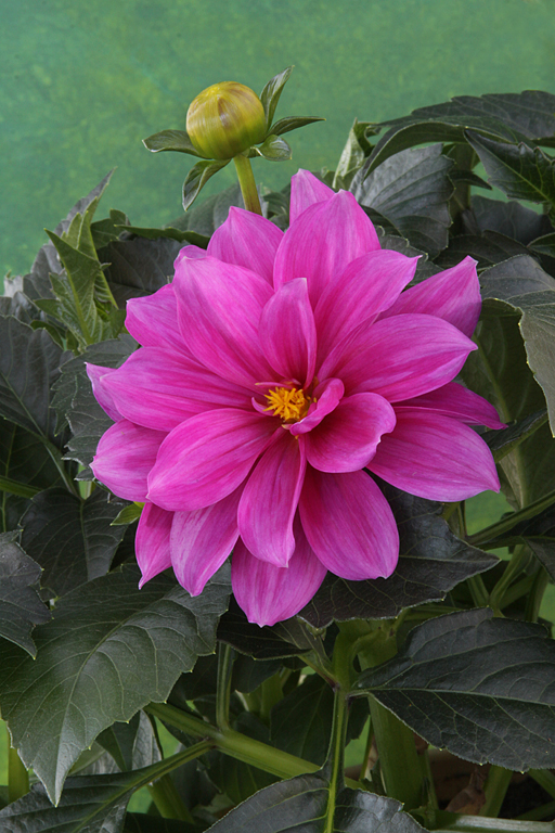 Pink Dahlia   P O'Malley